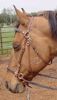 Picture of Freedom Bridle