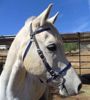 Picture of Halter Bridle Lite with Bit Hangers