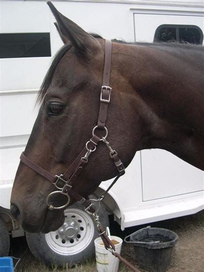 Picture of No Brow Halter Bridle with Bit Hangers