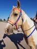 Picture of Halter Bridle Lite with Bit Hangers