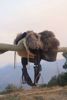Picture of Ghost Fur Saddle