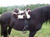Picture of Ghost Fur Saddle