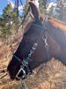 Picture of Halter Bridle with Bit Hangers