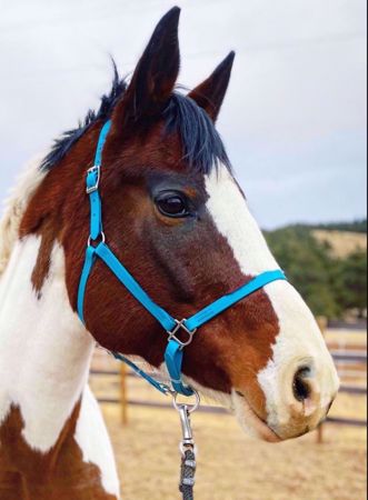 Picture for category Halters & Equine Collars