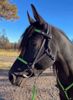 Picture of Halter Bridle Convertible