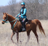 Picture of No Brow Halter Bridle with Bit Hangers