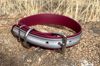 Picture of Dog Collar