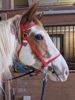 Picture of Evolution Bridle w/ Included Reins