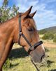 Picture of Classic Halter