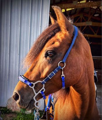 Picture of No Brow Hackamore Lite (conway cheeks)