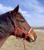 Picture of Double Buckle Halter