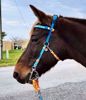 Picture of No Brow Hackamore Lite (conway cheeks)