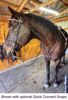 Picture of Bridle Converter Lite (conway buckle cheek pieces)