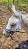 Picture of No Brow Hackamore Lite