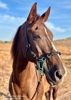 Picture of No Brow Hackamore Lite