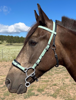 Picture of Hackamore Deluxe (buckle cheeks)