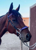 Picture of Hackamore Lite (conway cheeks)