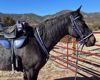 Picture of Padded Breast Collar - The Big 'Un!