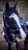 Picture of No Brow Halter Bridle with Bit Hangers