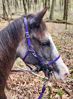 Picture of No Brow Halter Bridle with Bit Hangers