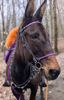 Picture of Halter Bridle Convertible