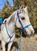 Picture of Halter Bridle with Bit Hangers