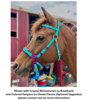 Picture of Hackamore Lite