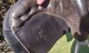 Picture of Kieffer Aachen All Purpose Saddle, NEW LISTING!
