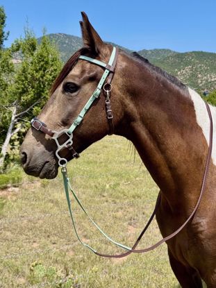 Picture of Hackamore Deluxe with Grippy Reins - ON SALE