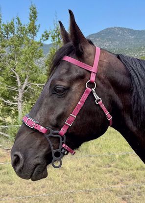 Picture of Hackamore Lite - ON SALE