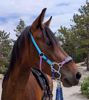 Picture of No Brow Hackamore Lite (conway cheeks)