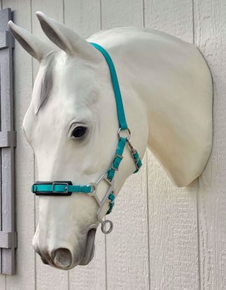 Picture of No Brow Hackamore, Arab Size, Color: Teal - READY TO SHIP