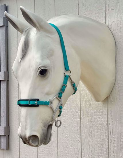 Picture of No Brow Hackamore, Arab Size, Color: Teal - READY TO SHIP