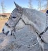 Picture of Hackamore Lite (conway cheeks)