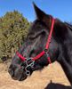 Picture of No Brow Hackamore Deluxe (angled cheeks with buckles)