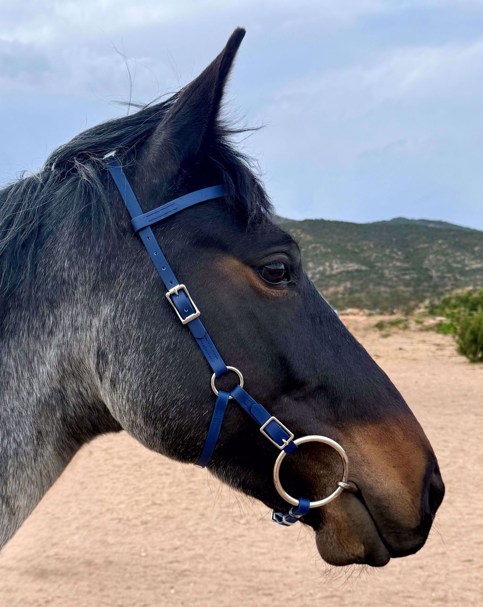 Moss Rock Endurance-moss endurance trail bridle