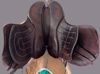 Picture of English Endurance Saddle "Marathippo", SOLD!