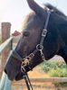 Picture of No Brow Hackamore Deluxe (buckle cheeks)